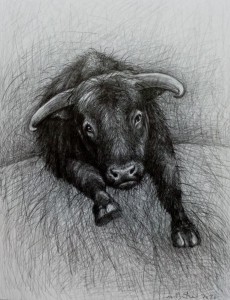 Büffel, 2020, Bleistift, 36x27 cm